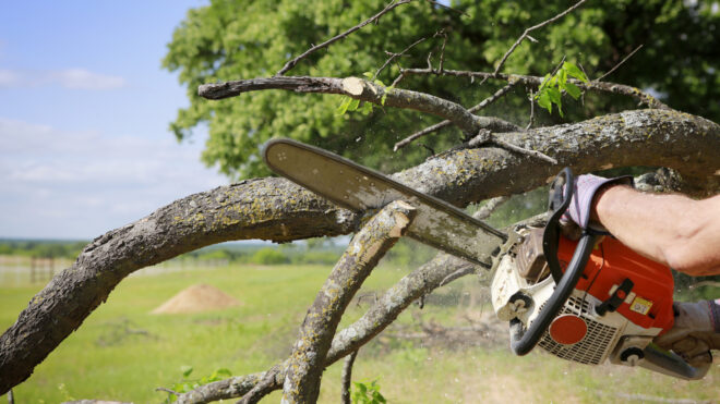 Tree removal service Anaheim CA with chainsaw